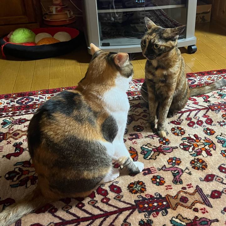 0041e280 aac1 4093 90fd 47c2661d07c2 1756038589376