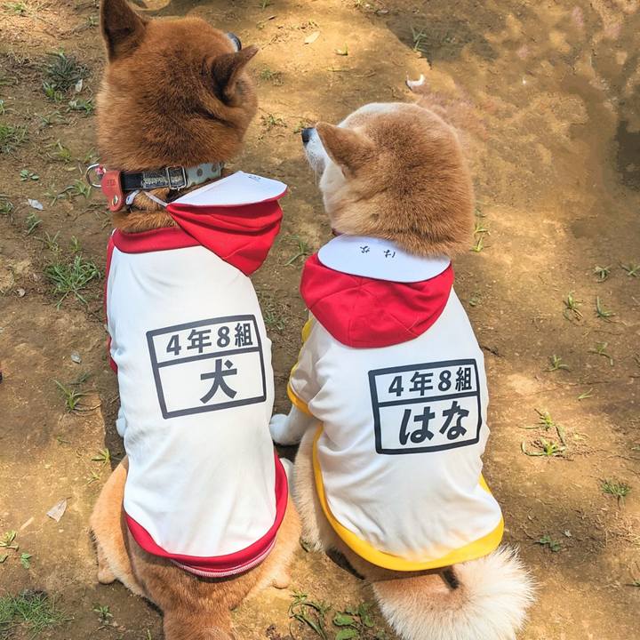 0042358e 2482 4320 b19b 7da6ba8b0b6b 1715584959063