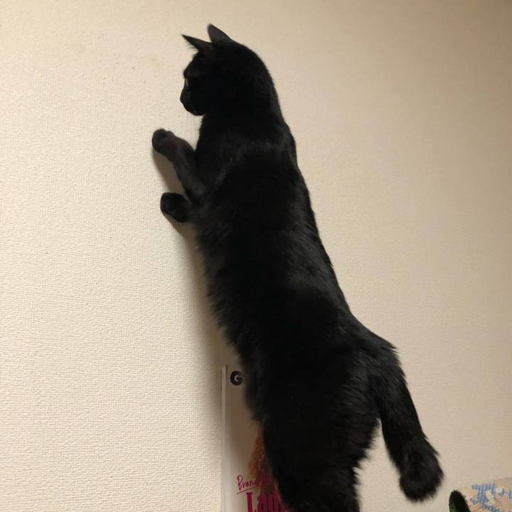 00436a3a 868c 40a6 b7ab 5f28d49ad36d 1554727453524