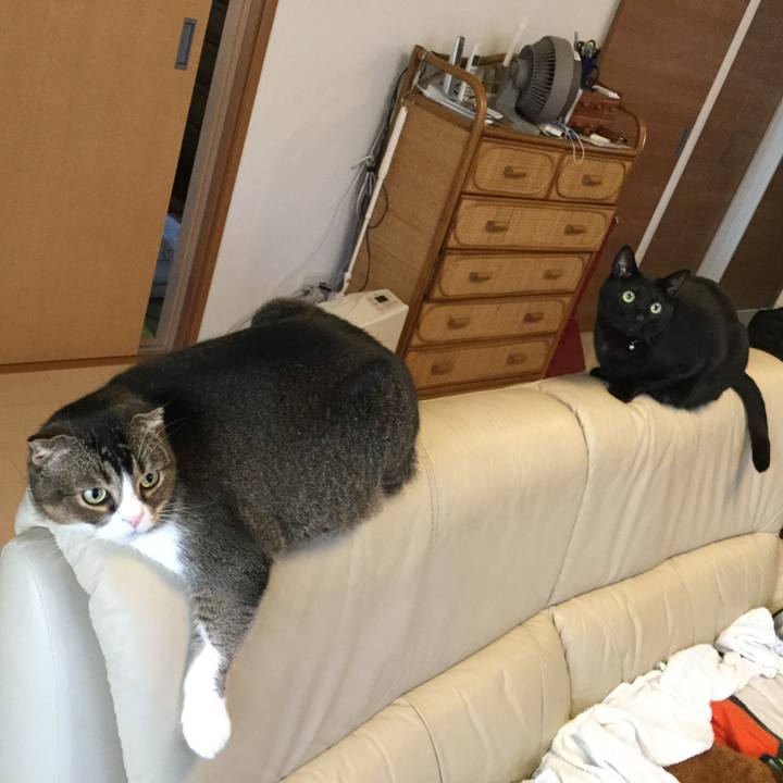 00439915 5115 445c 9c56 e62db0a9d98f 1548113974541