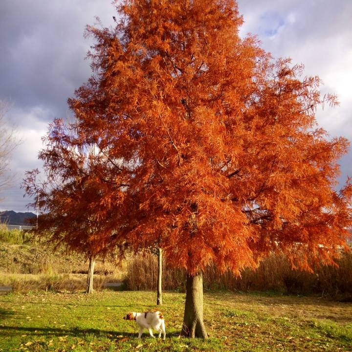 004853de 3da9 44cf b293 ba01e16ab14f 1512807691799