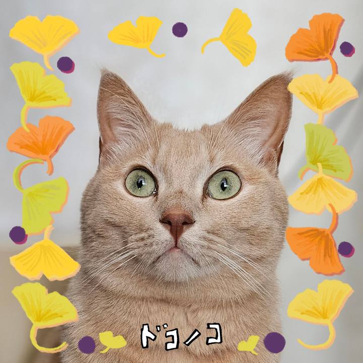 004a3080 ebe5 4a37 a913 da3363e9e53d 1729396595207