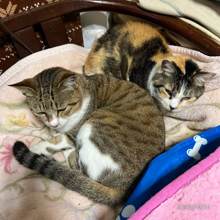 004c63d1 71da 455d 8922 afa8f27342f4 1761256678375