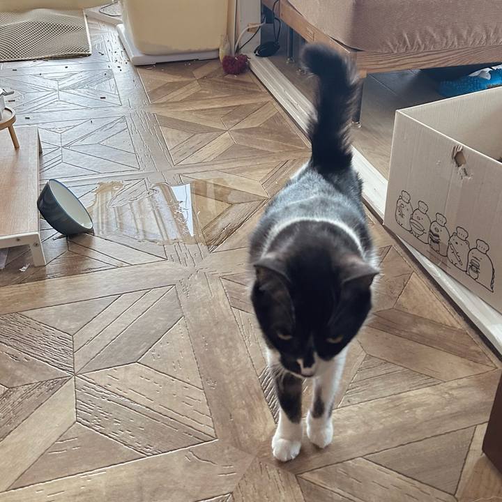 004d76cb 6419 4435 931c 60de316868f2 1770693000138