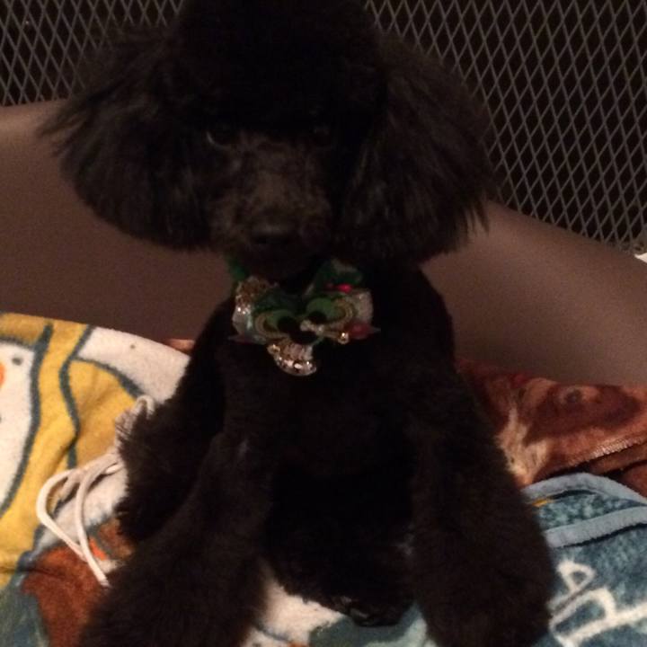 004dea3e 8e10 49d2 9f5b ea36d0c41593 1512722531341