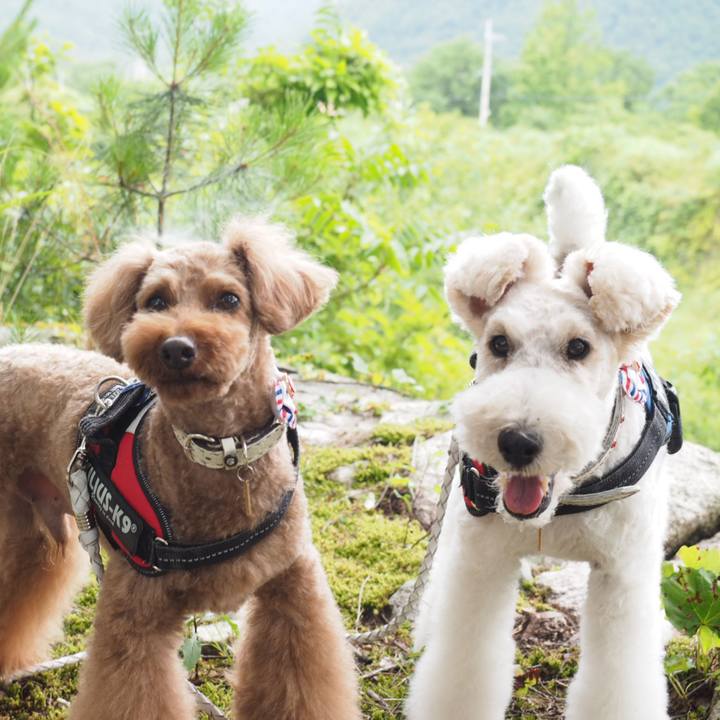 005086f3 2100 4cba b4dc ac090103e6e6 1561416188055