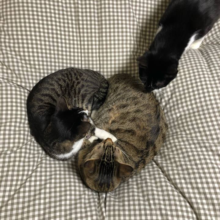 0051320e 0726 4bba 9a29 4d814b885eb0 1544850126870