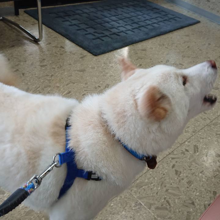 0051a29f f81d 4073 8eae eb58382de8ae 1585901248833