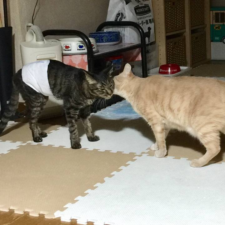 0051ab0d 6e28 4f0a bc17 6debe31f7527 1534503483612