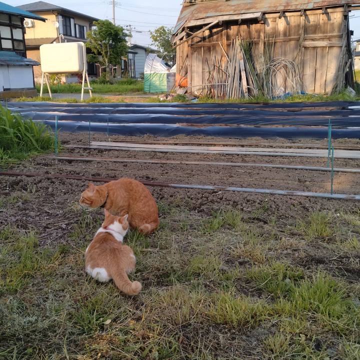 00592bcc 58a9 406f 9545 495d30791565 1747215321897