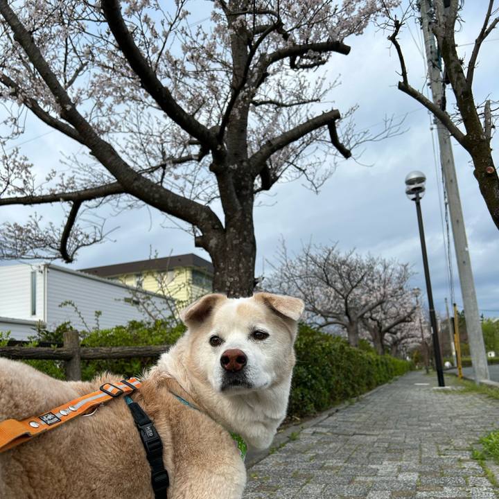 005a4c8b 5024 4393 9f84 d86d4c34903c 1743435555007