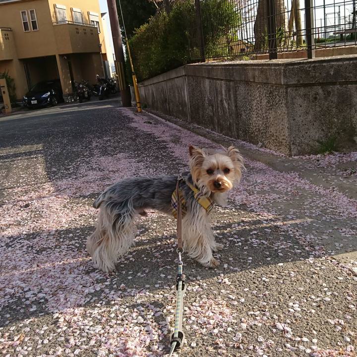 005cb2f5 3f08 4cad 92b0 650565e21503 1522741447658