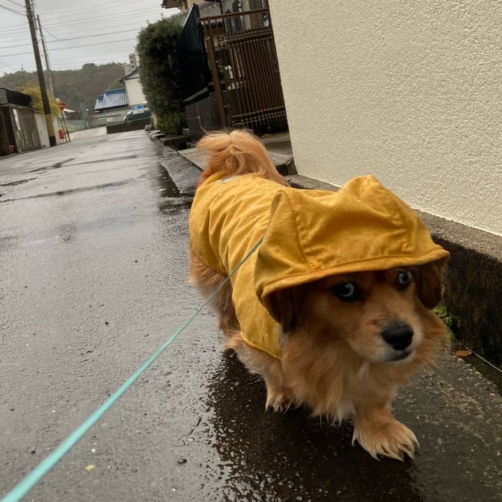 005d42d2 4f37 49dc b2bd b0f6af7d9d9e 1615586299550