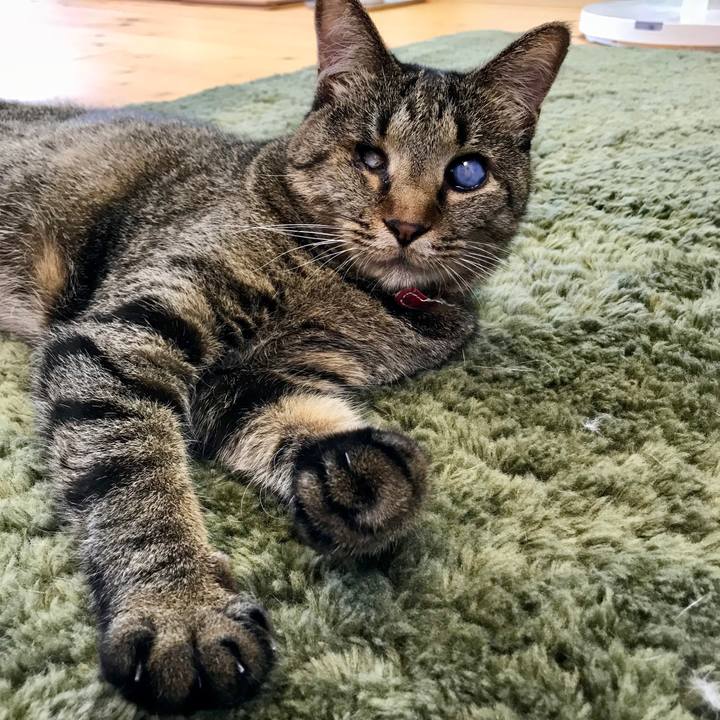 005ff1aa 6519 4480 b152 ac51d2e81de2 1531276491651