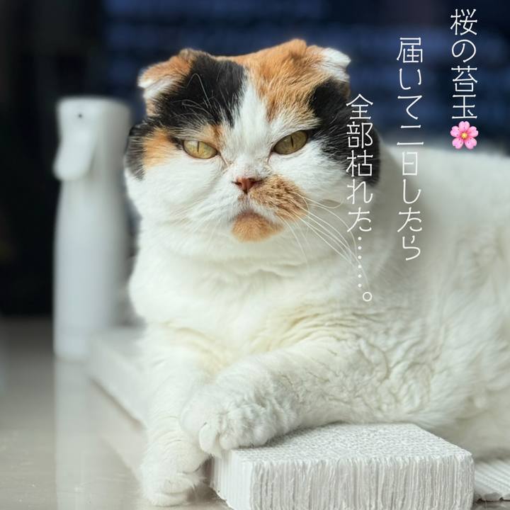 00603aa0 f6c2 4c2c 8920 f05da40adfe1 1745580659182