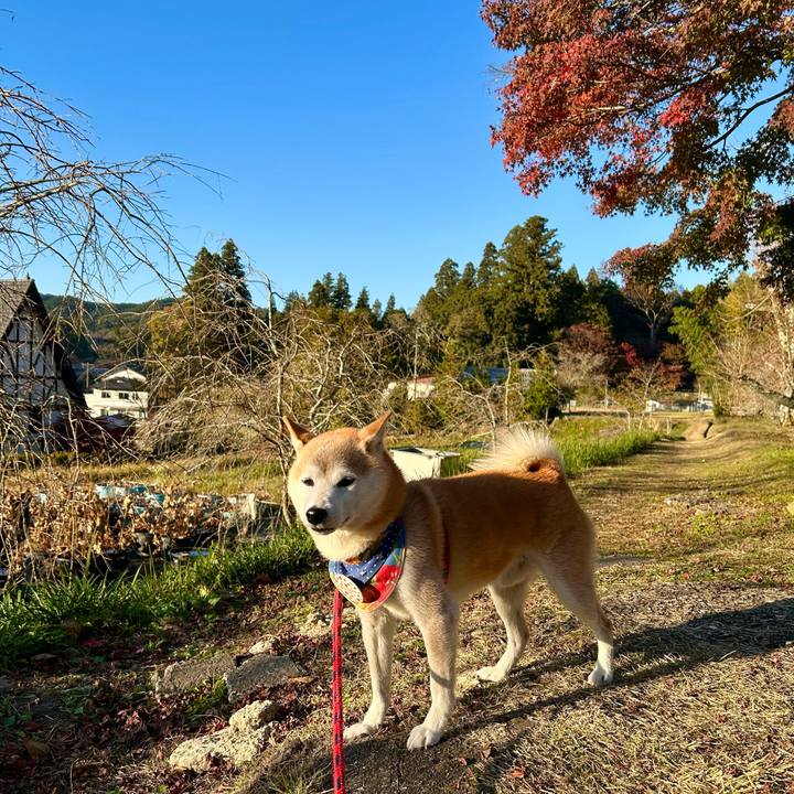 0066a9d9 7901 4b71 afb7 30782ae4f05a 1732706025827