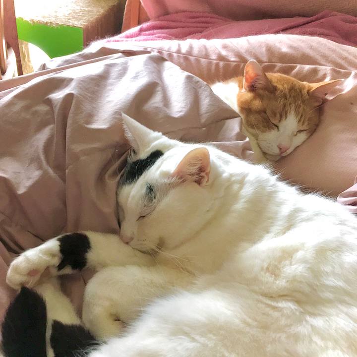 0066f849 249b 4886 9de8 1a356a2a3e82 1616483112986