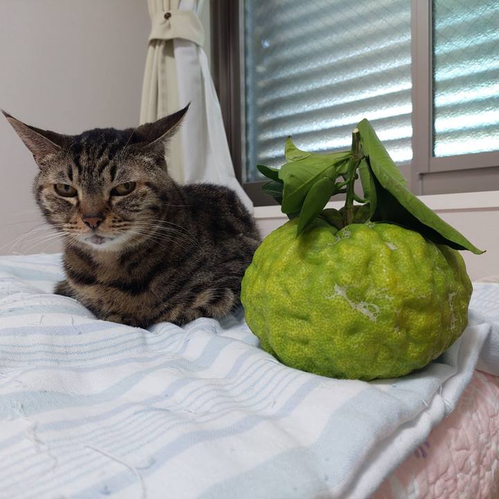 00689c22 745e 4705 b8aa 9f6269b1226b 1633904033364