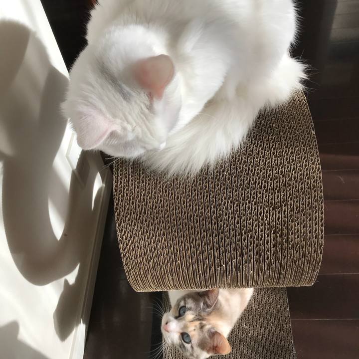 006a31b8 9f89 4455 8834 8ffad711625d 1515711870658