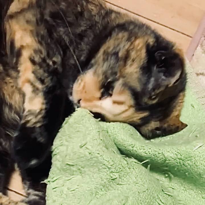 006ab78d dc73 4c68 a1c7 5a56bb1031e4 1735639689108