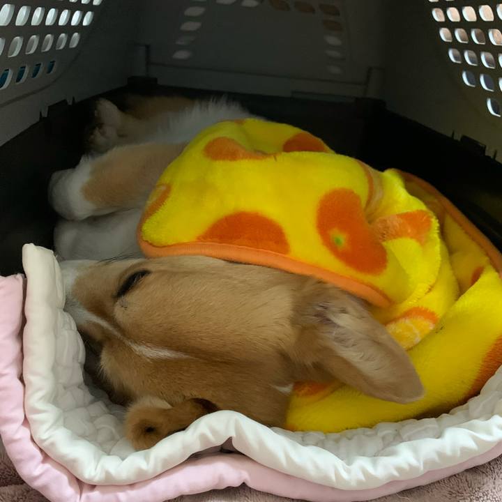 006c60f2 b1c4 47d6 905f 9be6b15aba01 1584346976306