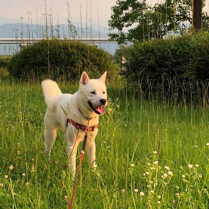 006c6818 d0e8 489e a22c 1365b81da01a 1529841073866