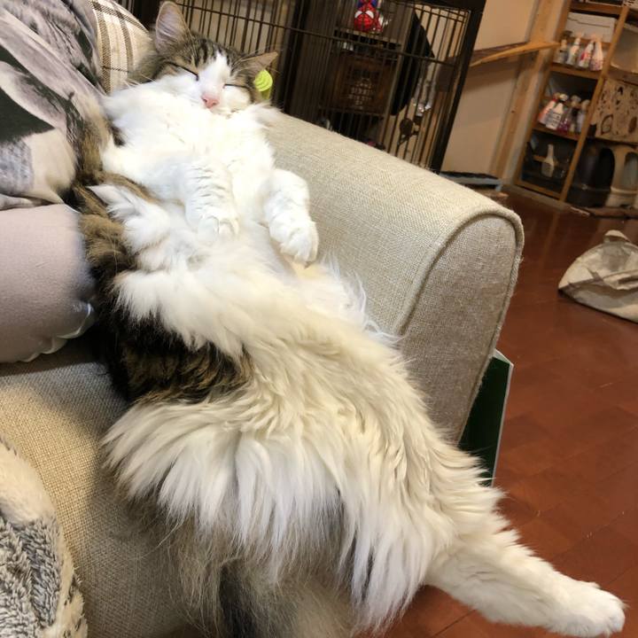 006e37ba beae 4487 8ddc 394075599eed 1619580926349