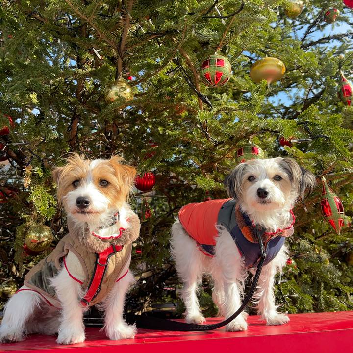 006e5ef0 d285 4532 82f9 1c82e662b161 1766483858563