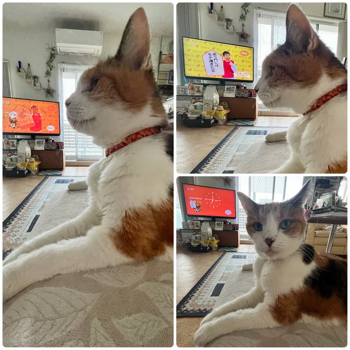 006e6a37 bc50 4369 9005 1b32f4ed5dea 1697408657441