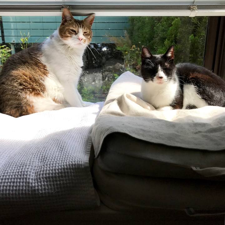 006e7a96 ad9c 4026 9d48 5a57b28672d6 1556948709919