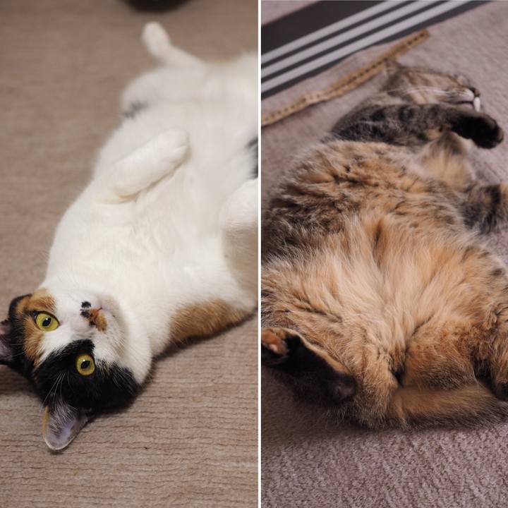 006ef391 9438 425b 9dc9 5dc20a34f4c9 1527202747143