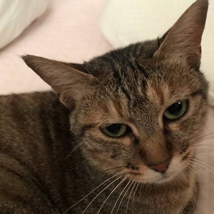 006fad82 d4ed 48b2 9c51 2224a5cc321b 1589328008403