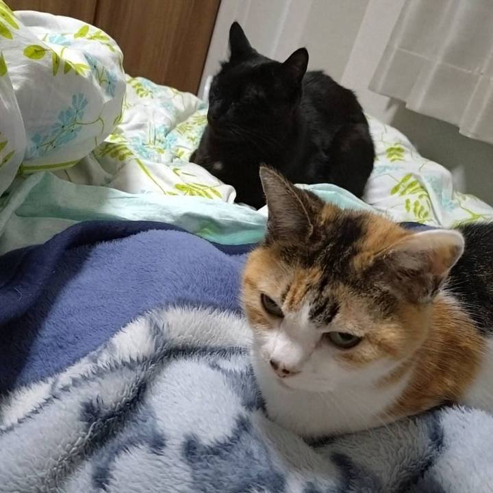 007209e2 aac3 4897 ab77 caeeea11c755 1764593707501