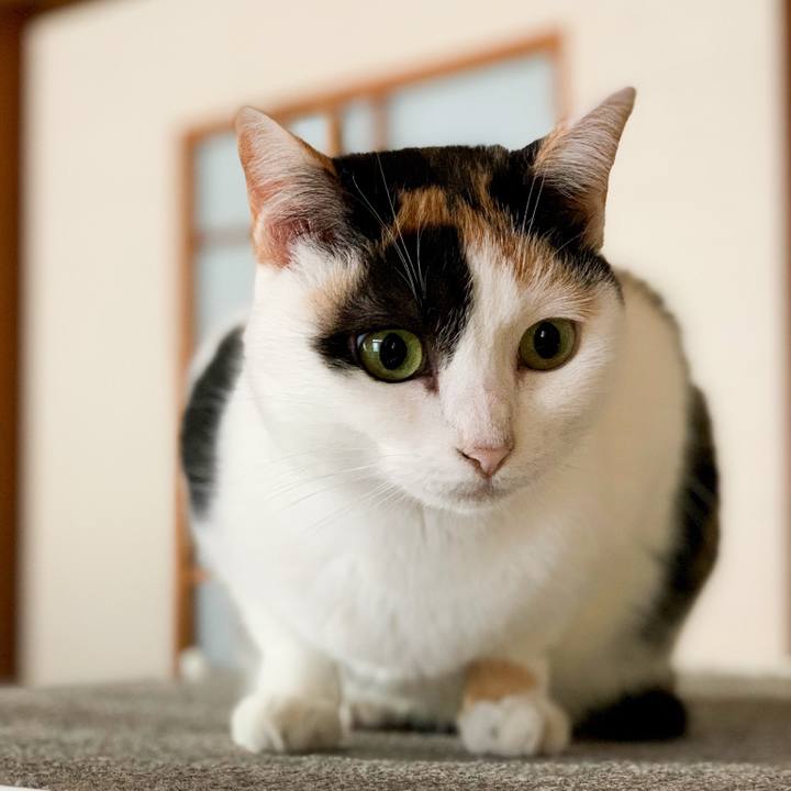 00729d64 e696 4326 be98 9d00e73c304f 1545357358275