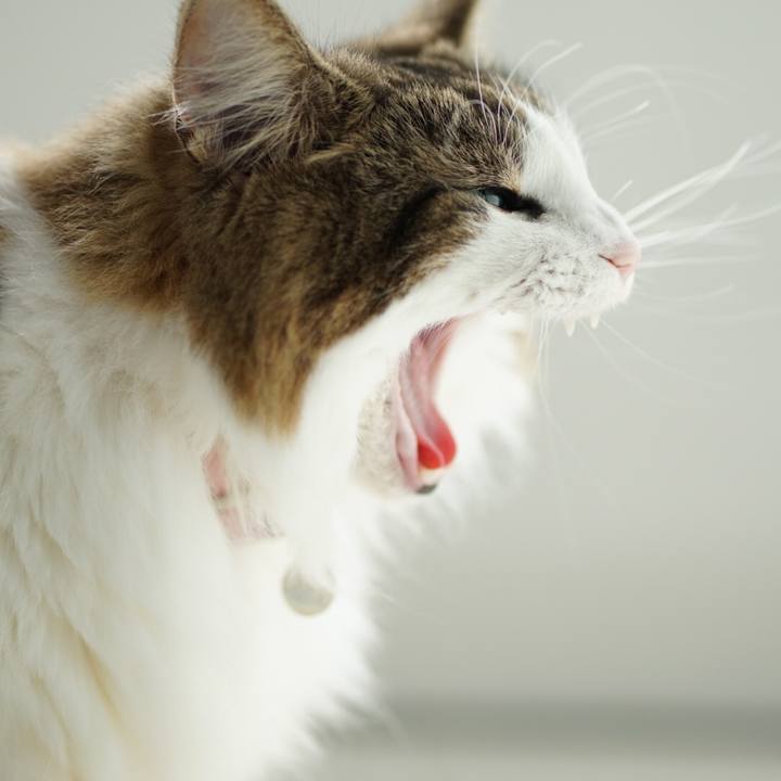 0073c942 53bd 4452 a1c0 934b80b410da 1605078382221