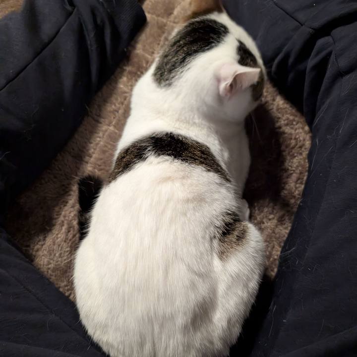 0073efa8 2307 4ba2 87eb 4fee78b24d7e 1739684552665