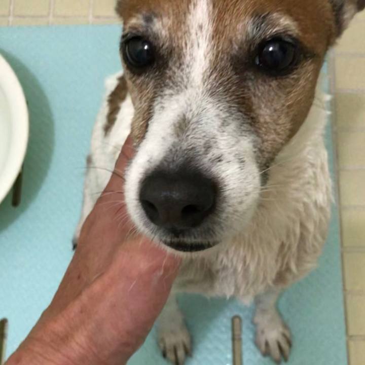 007d98f2 9ca7 4c21 89b1 1d3ce06cb33f 1514717967178