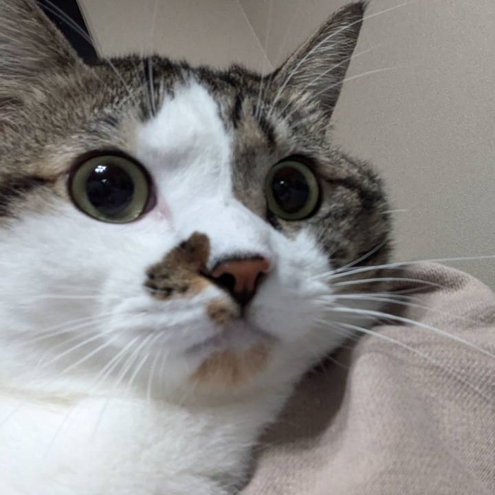 007febe5 199a 492e 9062 cee4fa4543e2 1730807365928