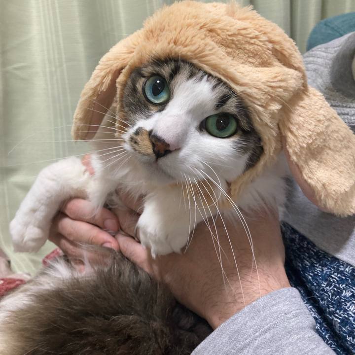 00819cde d067 40cd 9e2e a28644fcb6f8 1772193657767