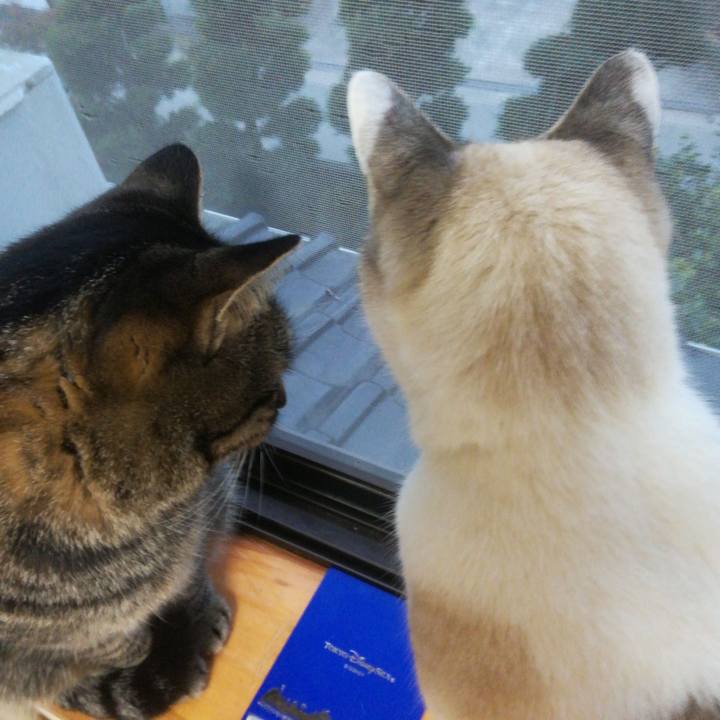 0083c0bf b843 471f bd8c 0253eaad9c5f 1514535144029