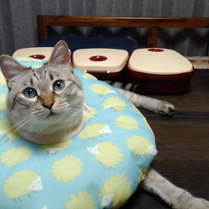 00856ccc 37b6 4811 bd6f eb488f7d621d 1690281887582