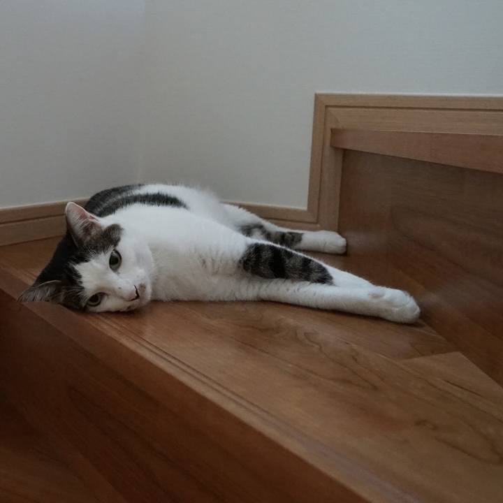 008594ef 62f5 4c5d 8268 60a376333eac 1564703618742