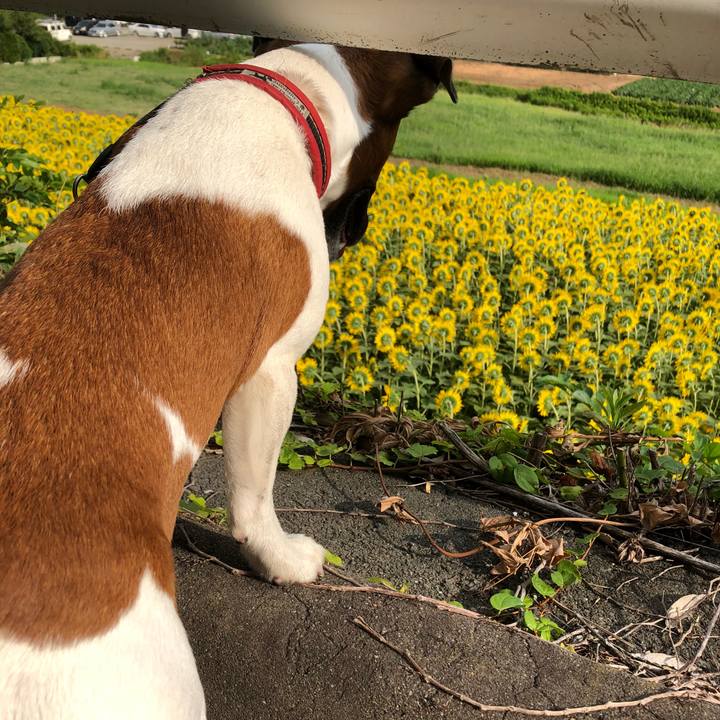 0085b84c 2e90 4400 b11e 57fb6ed50bab 1532645122425