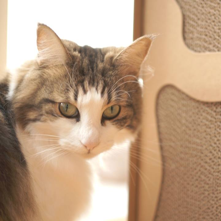 00864b4d 431b 4a0a ae44 bc5e569e1c8d 1571452280425