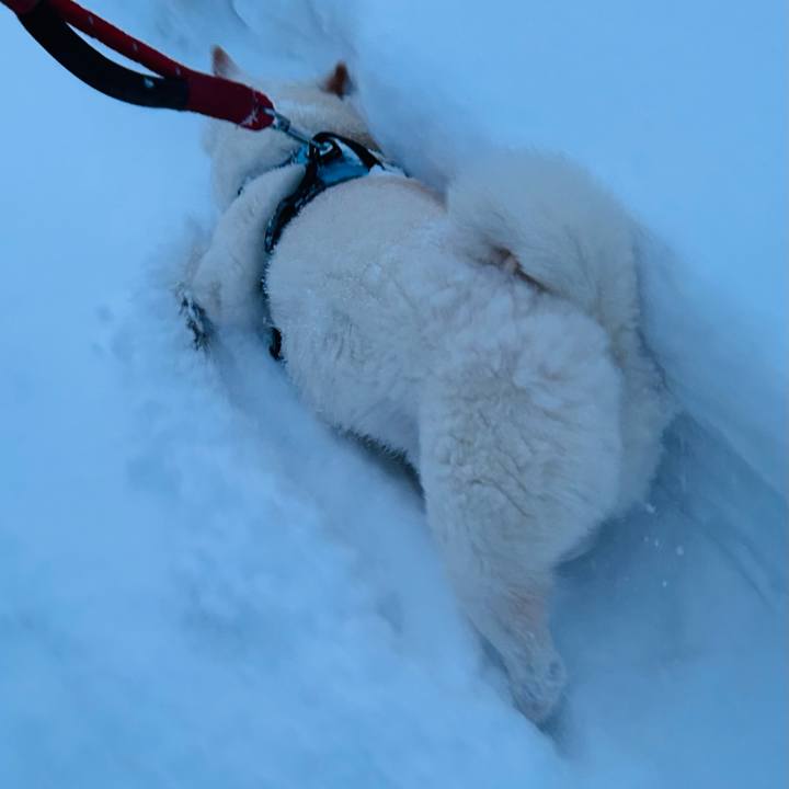 00868f77 ef30 48db a9ea 10f4eed797b4 1736288847934