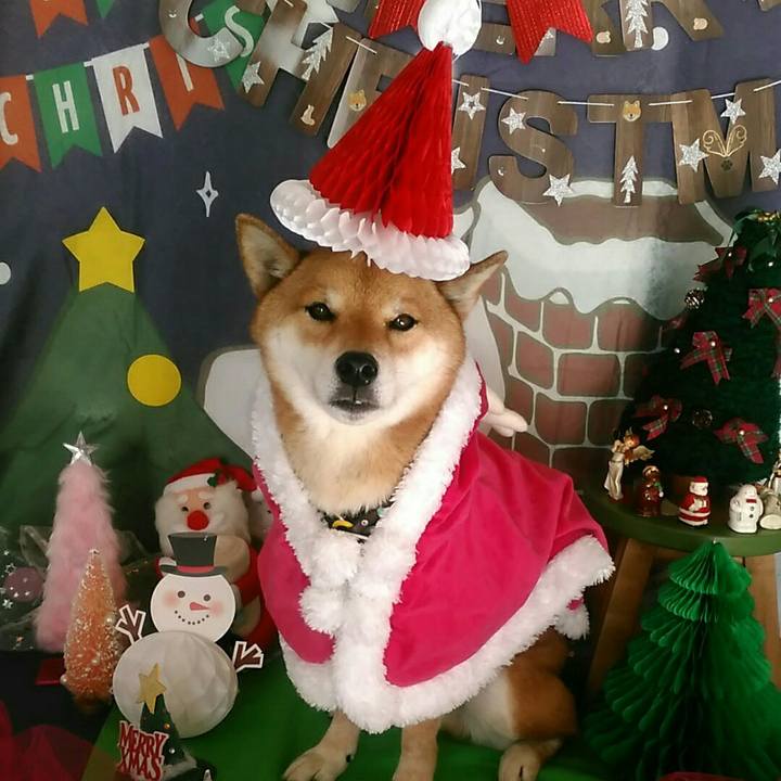 00891dae 5b9c 4ecb 91d4 97d949c37955 1577158809990