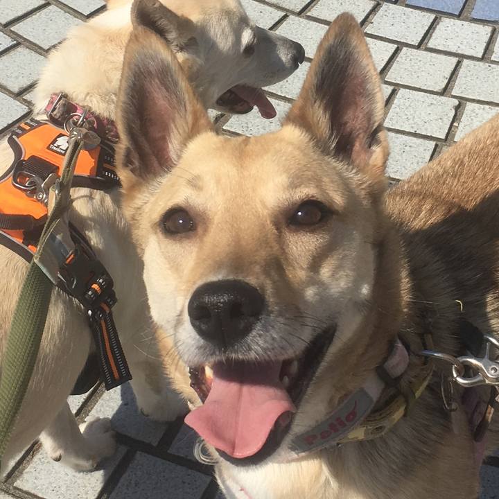 0089def4 8f38 48c4 a9c2 8b9325bf380c 1525929307055