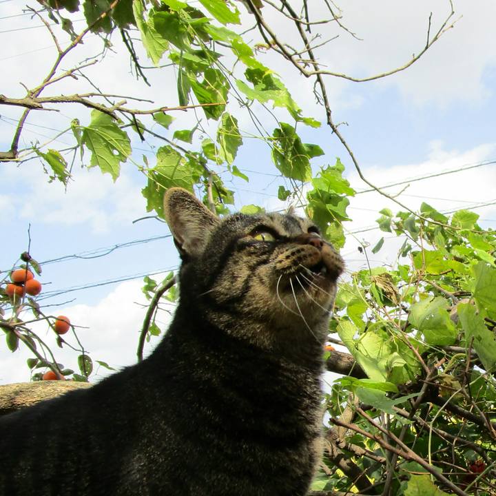 008afd02 4a2d 4ae8 b40b b07d58bfa31b 1508739968545