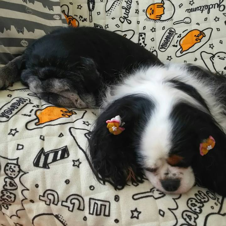 008ca4cf 8cd4 42aa 82cc f2884bfb62cd 1533196978915