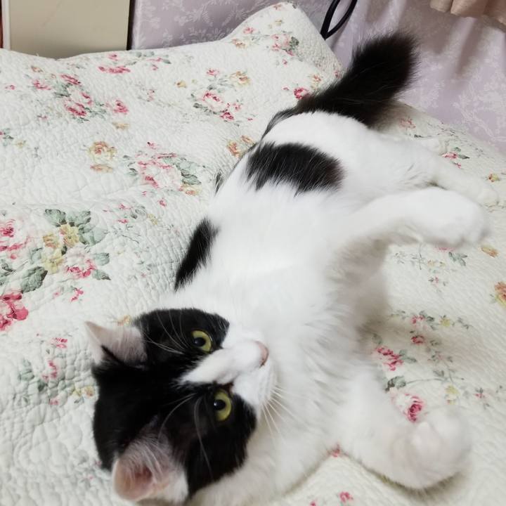 008e53b3 9281 4f65 9028 a9fd4422ef1d 1539955159954